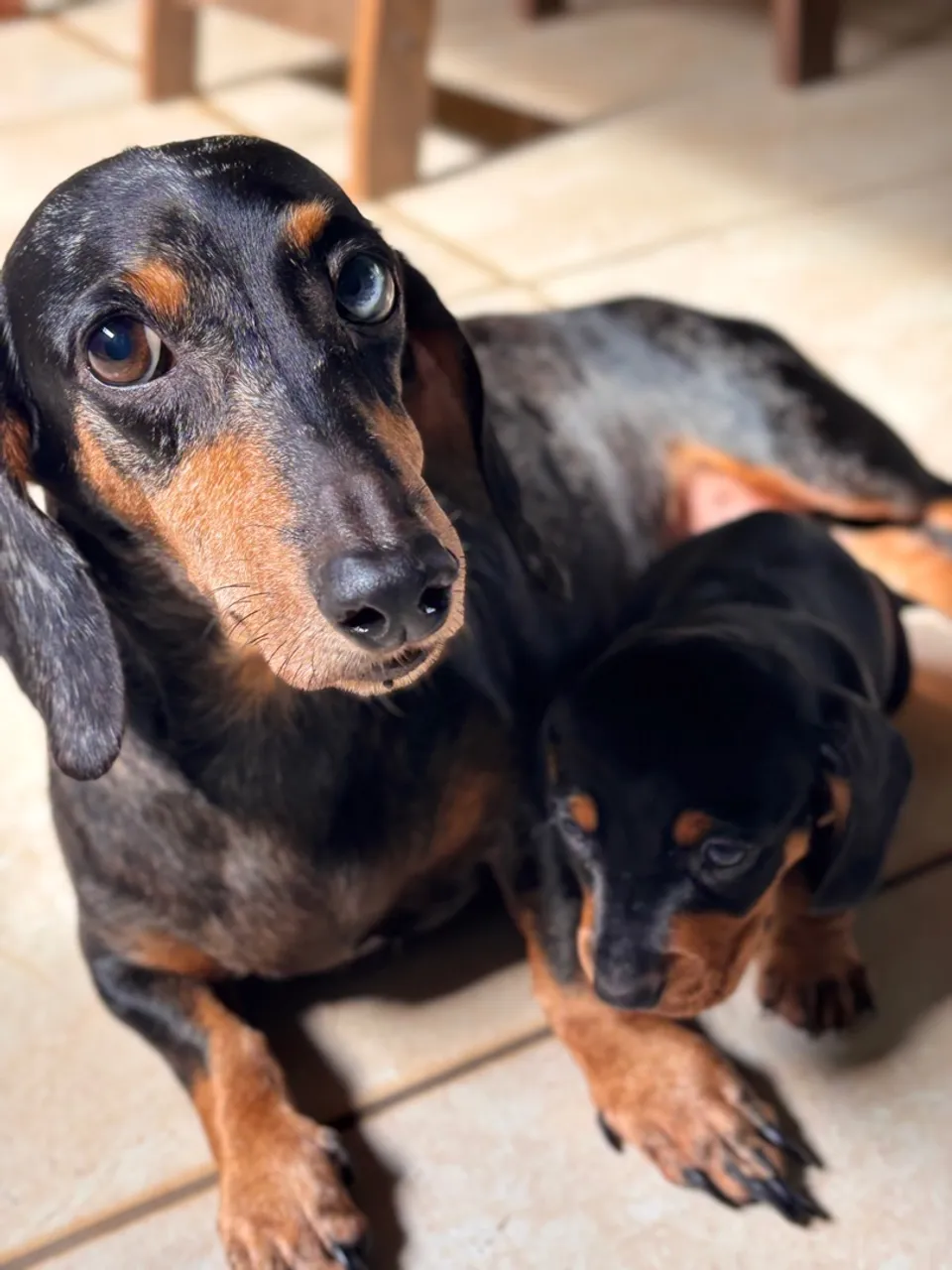 Filhote Fêmea Danchund