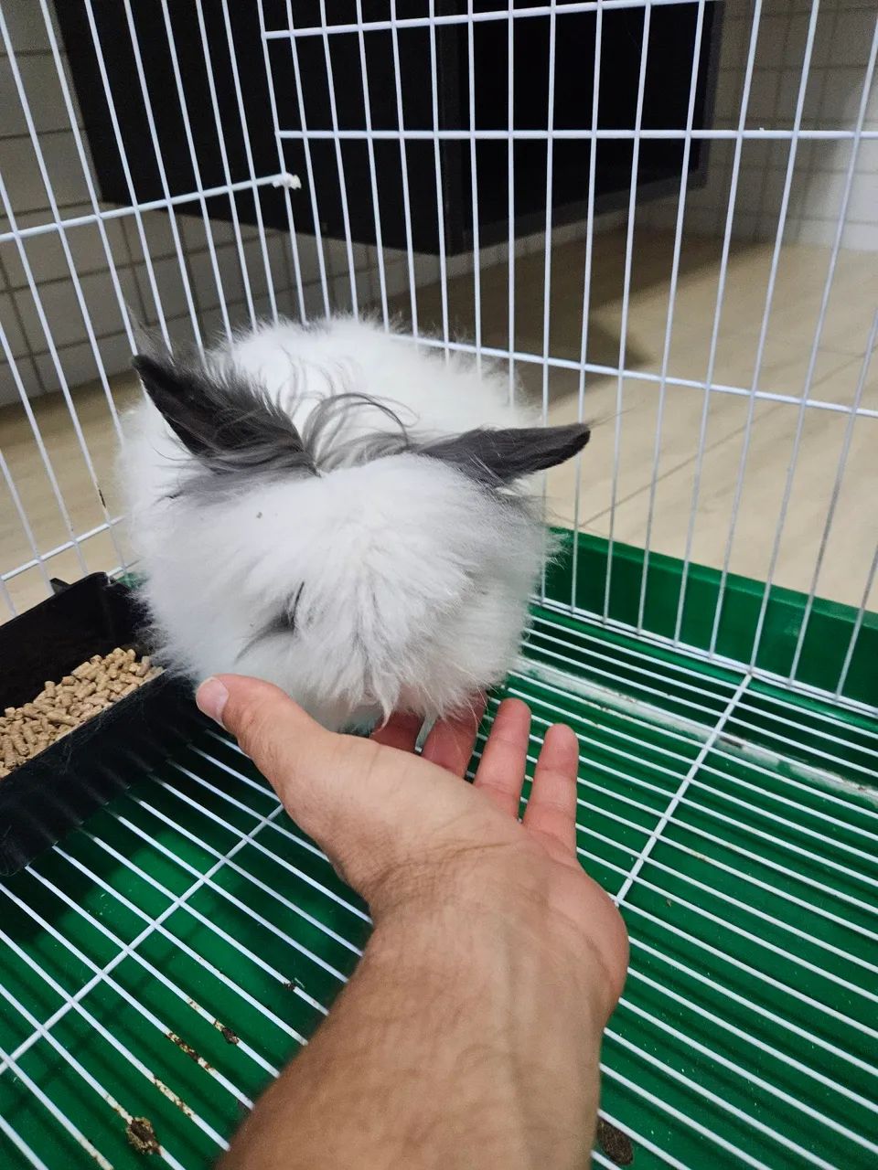 Coelhinho Angorá disponível para venda