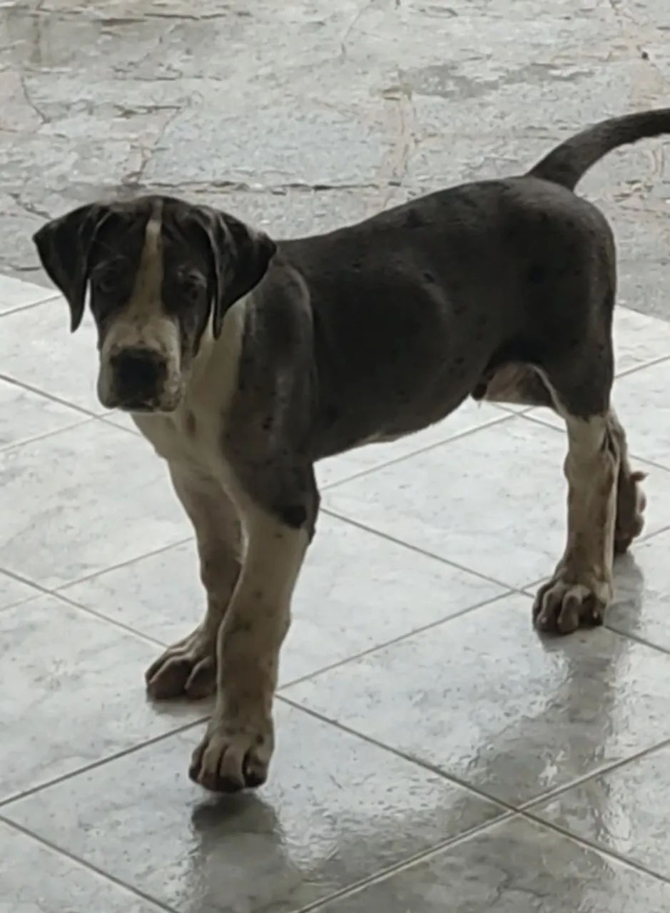 Filhote Dogue Alemão Linda Pelagem
