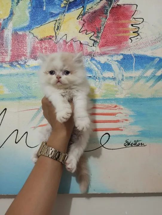 Gatinhos Persas - Filhotes - Foto 2