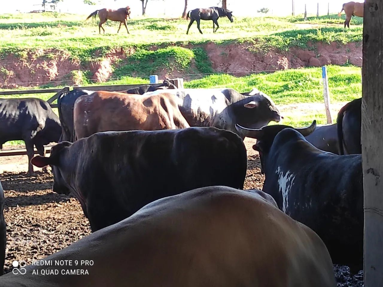 Arrenda confinamento para 800 cabeças - Foto 2