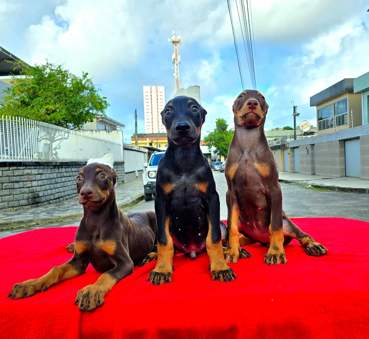 Filhotes de Doberman de GENÉTICA ESPETACULAR