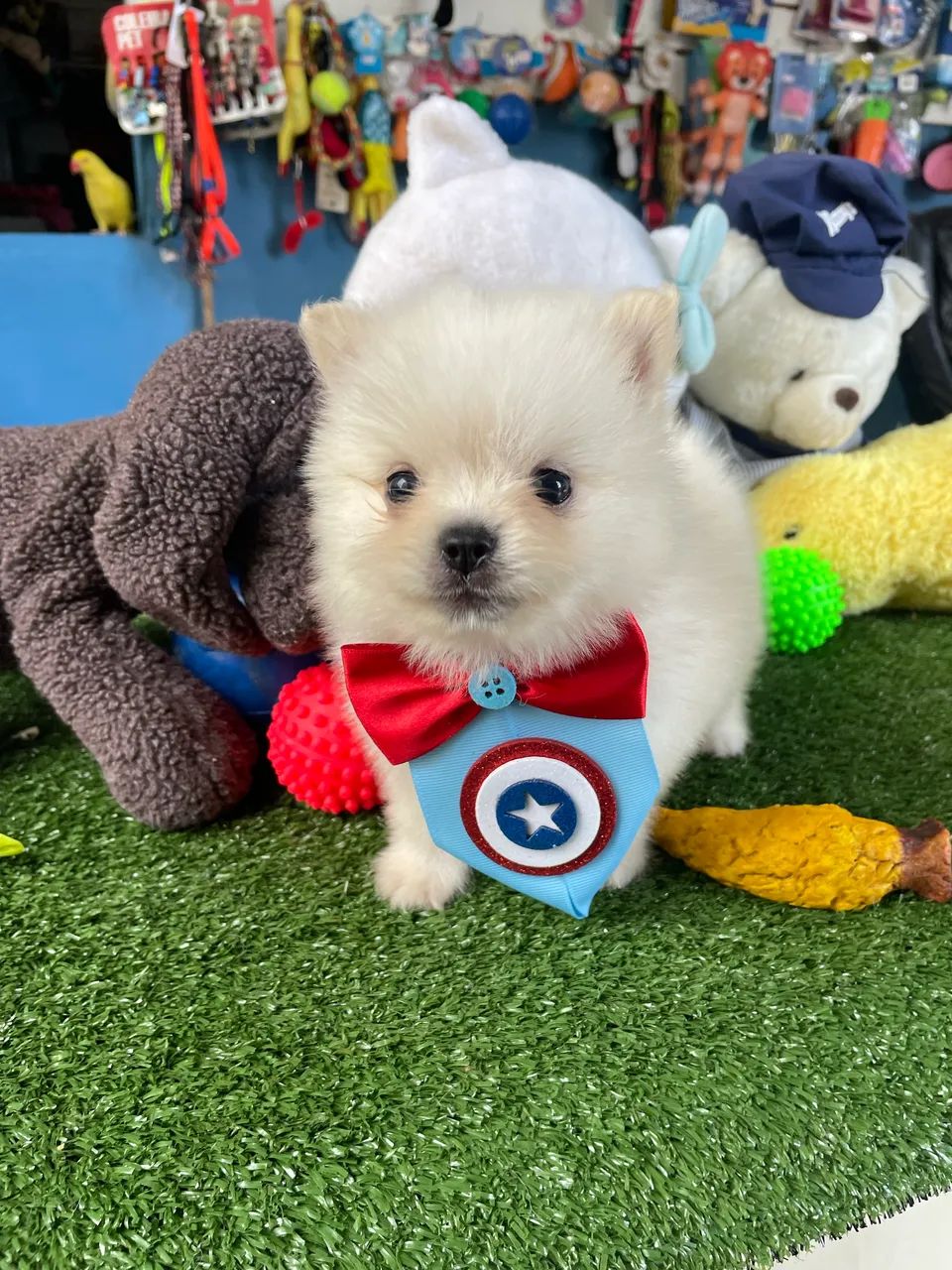 **spitz alemão macho $2.300,00 - Foto 2