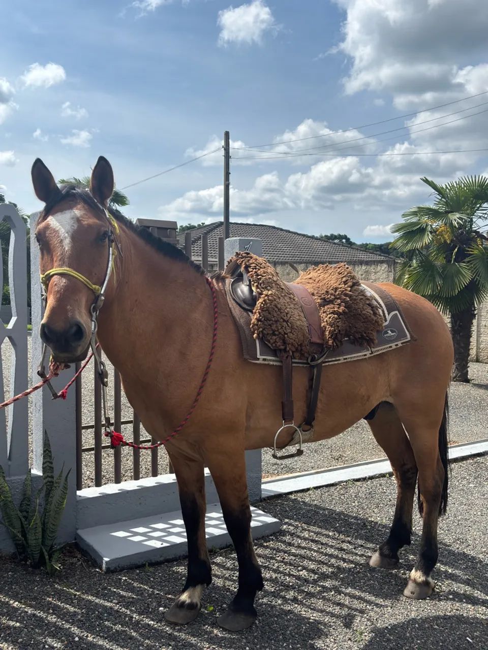 Cavalo Dócil Gateado  - Foto 4