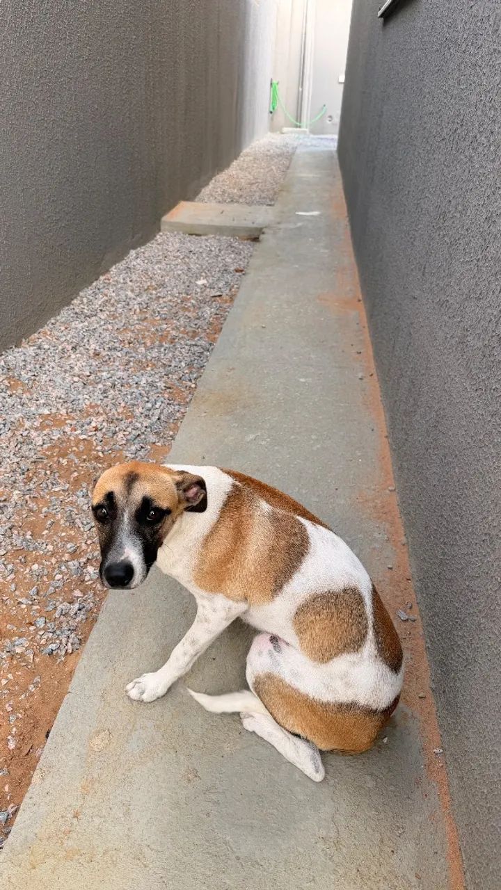 Cachorro - Foto 2