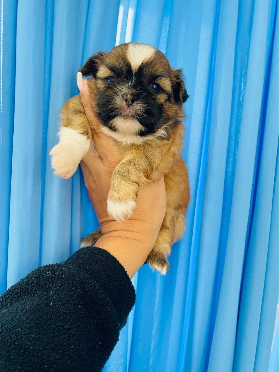 Macho de Shihtzu  - Foto 4