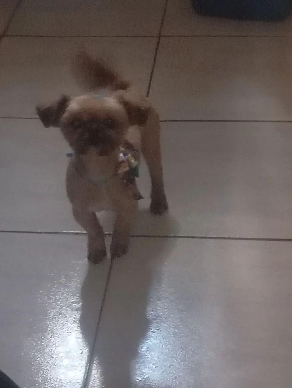 Shitsu macho 9 meses 