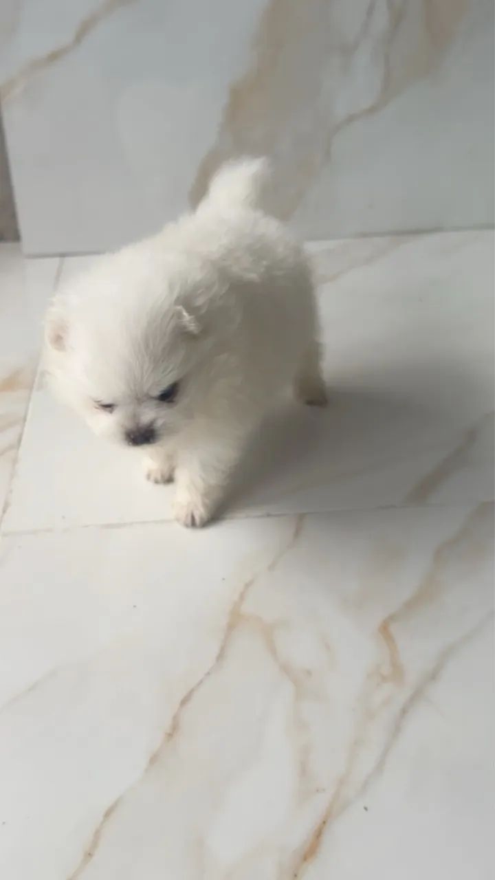 Spitz branco neve  - Foto 2
