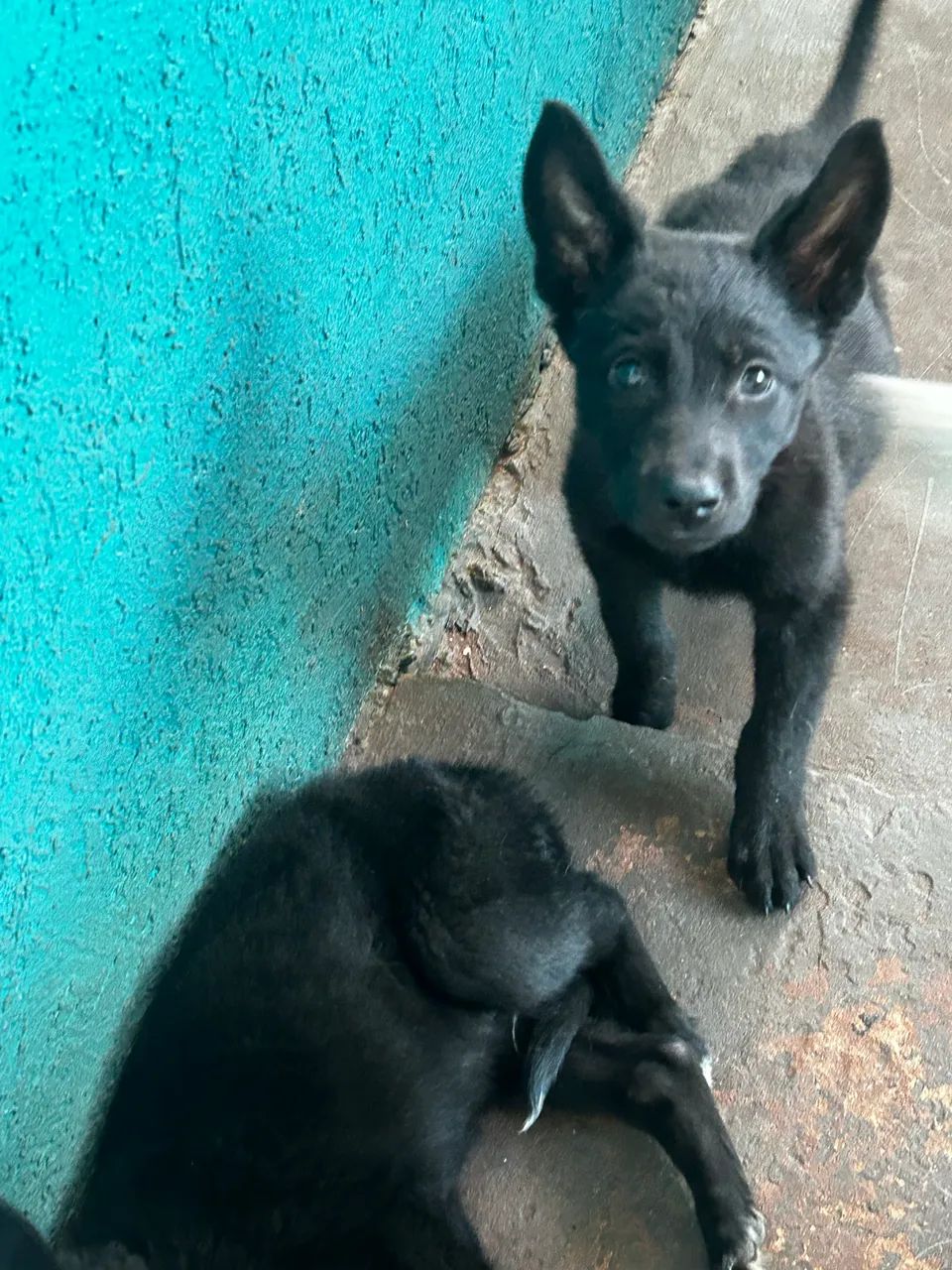 Pastor belga  - Foto 3