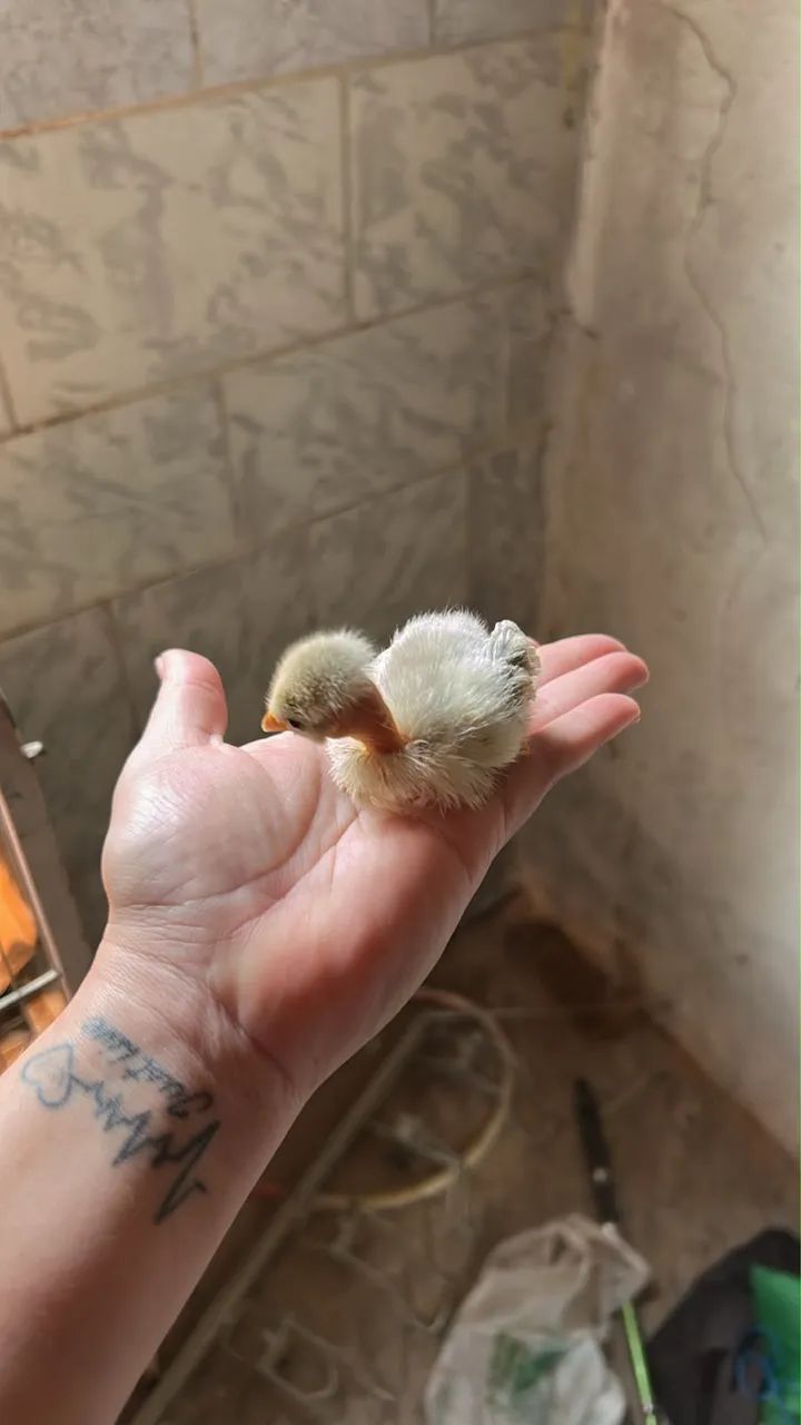 Pintinho mini Galize pescoço pelado - Foto 4