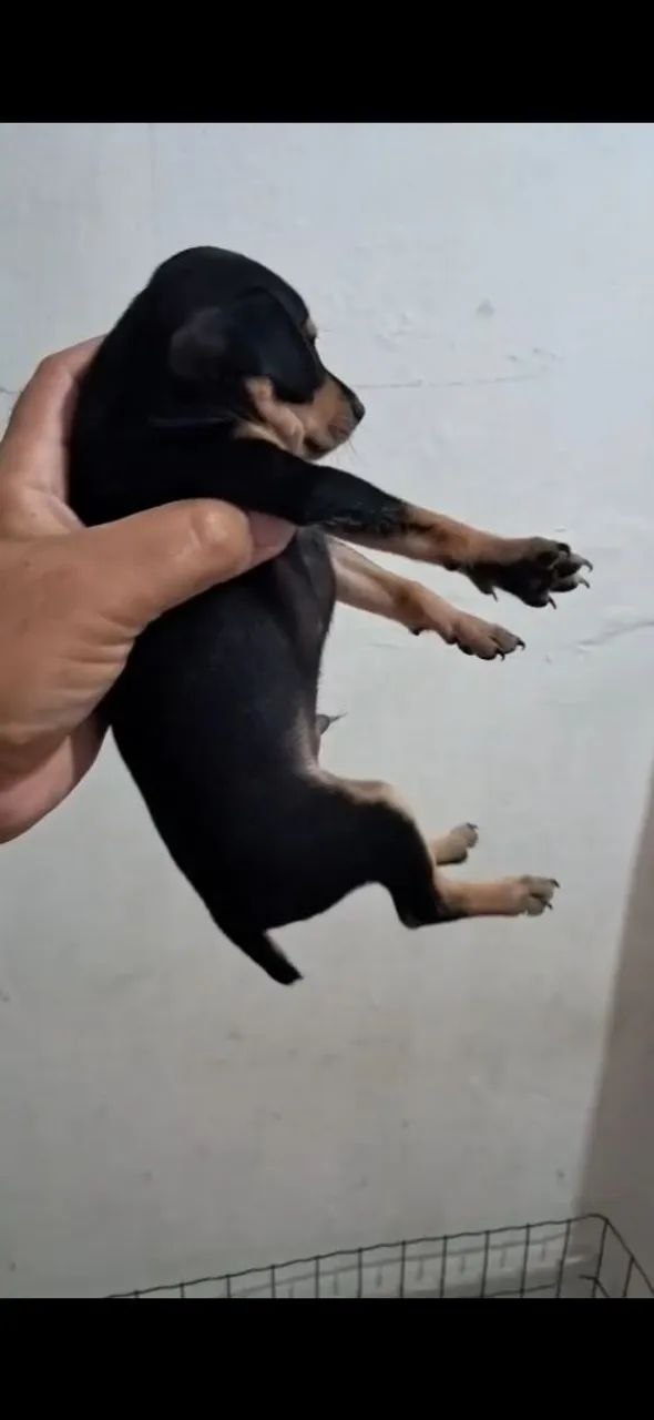 Vende se pinscher 