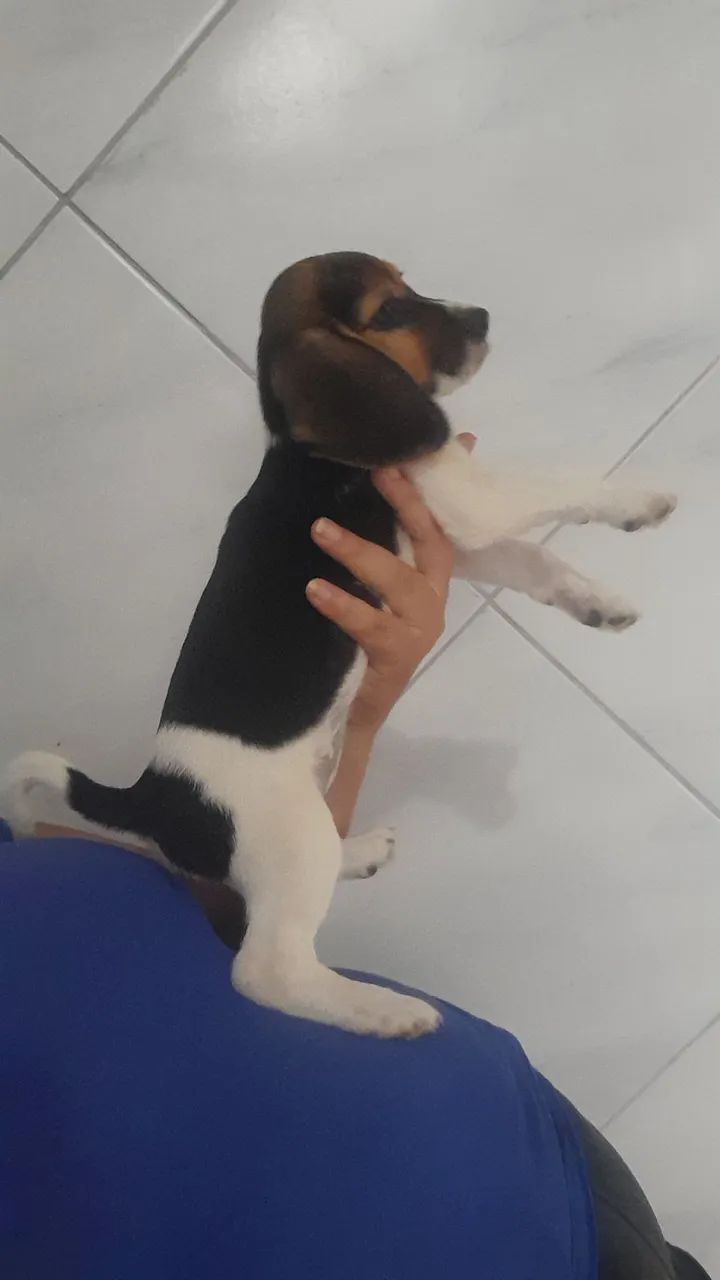 Beagle femia tricolor 