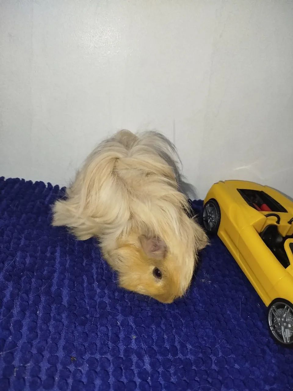 PROMOÇÃO porquinho da índia macho - Foto 3