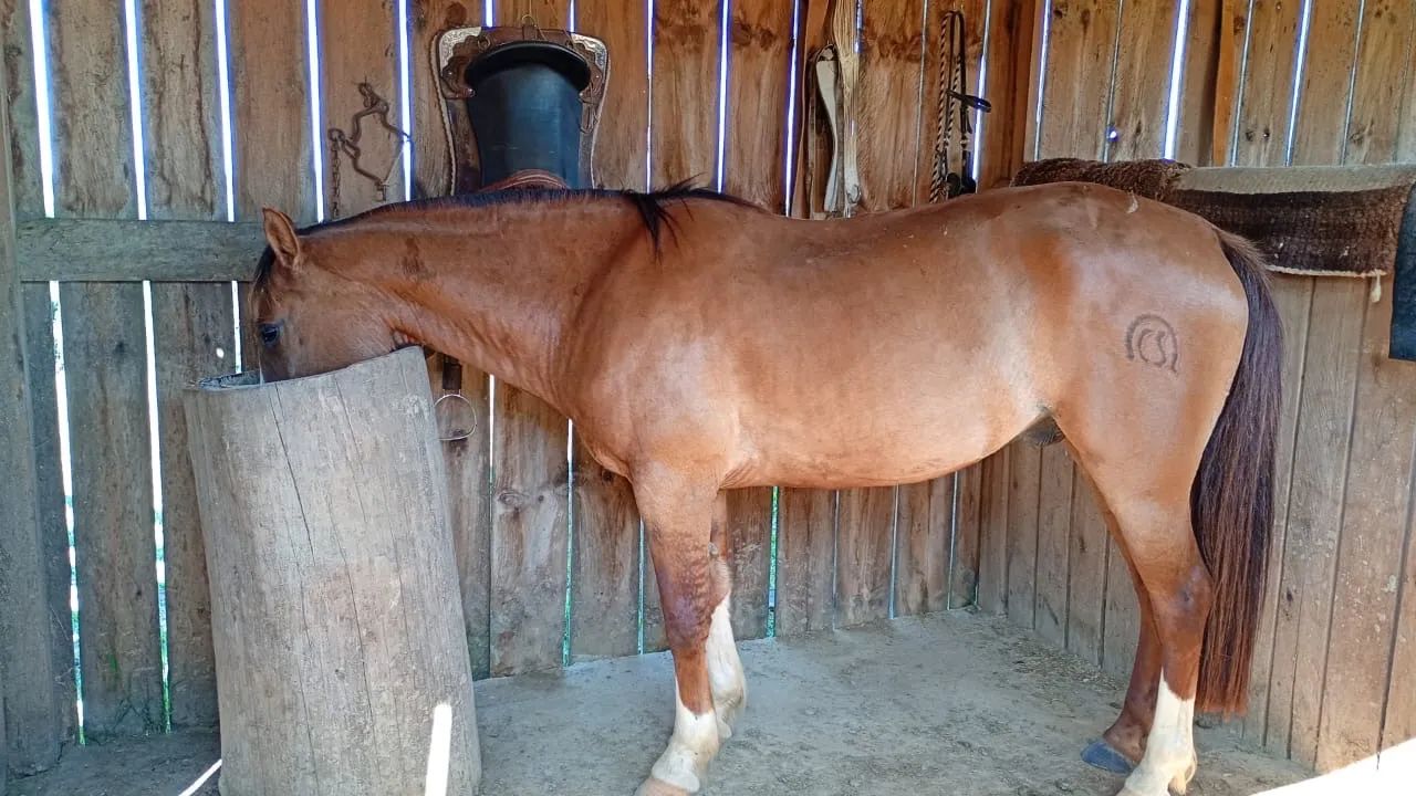 Cavalo Crioulo - Foto 3