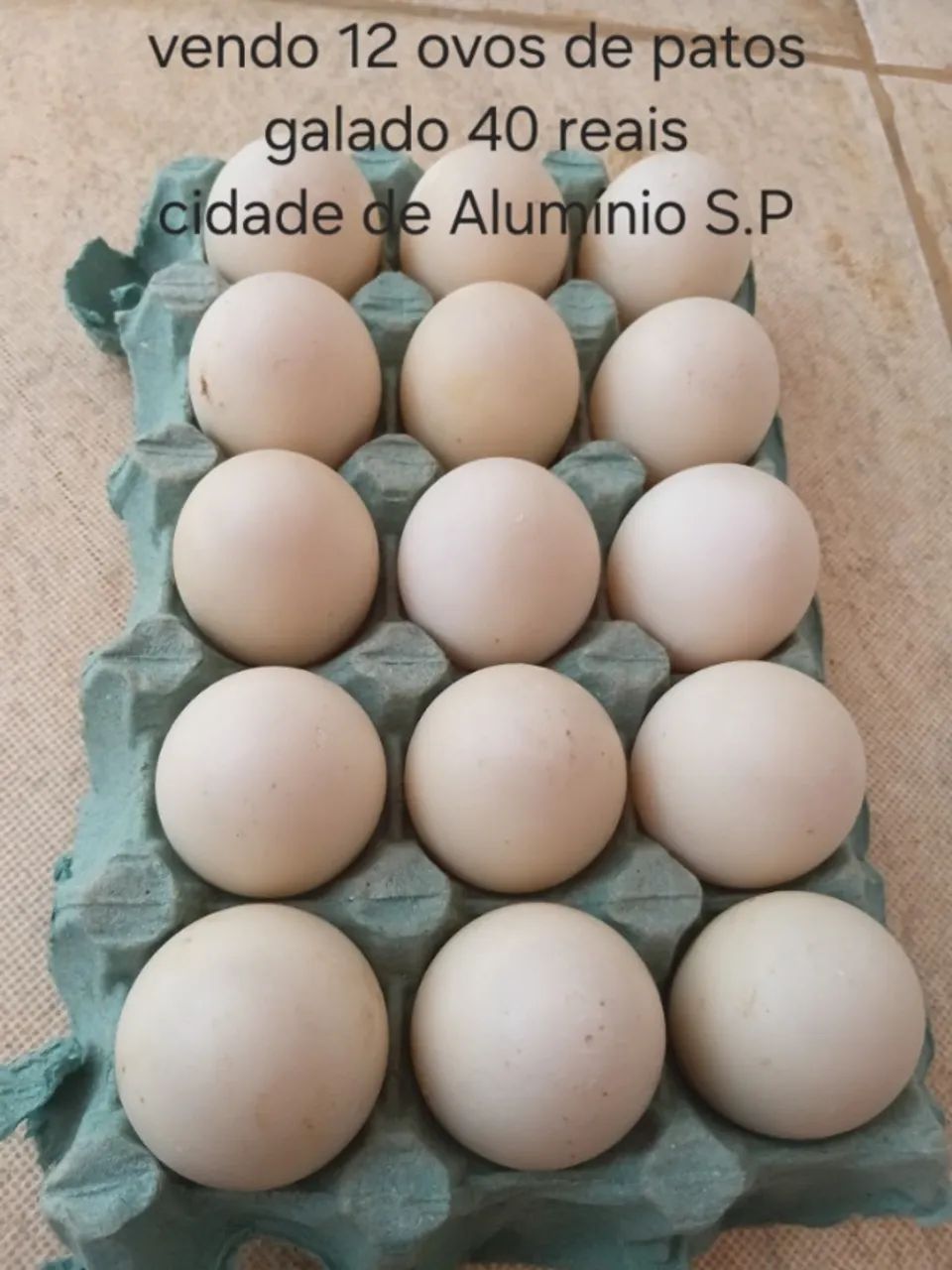 Vendo ovos galado de patos
