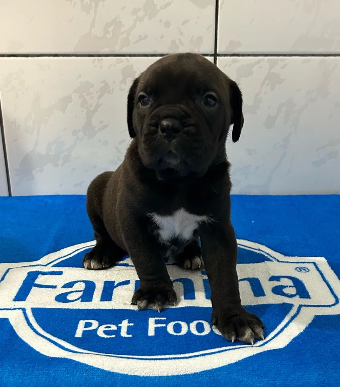 Cane corso - Foto 2