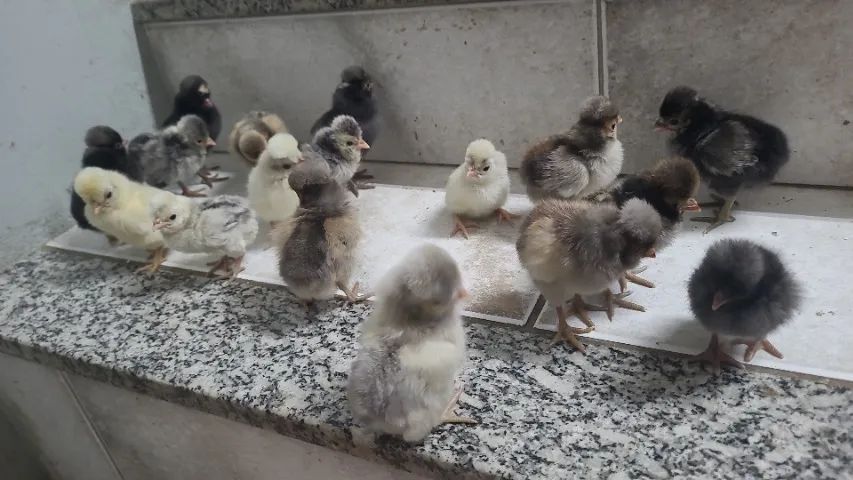 Polones 