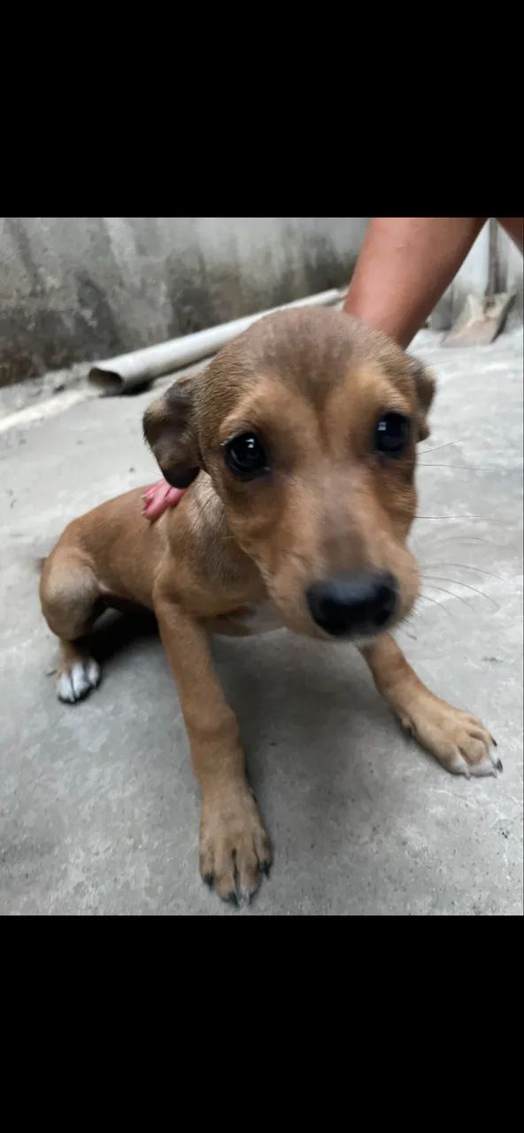 Cachorrinha  - Foto 2