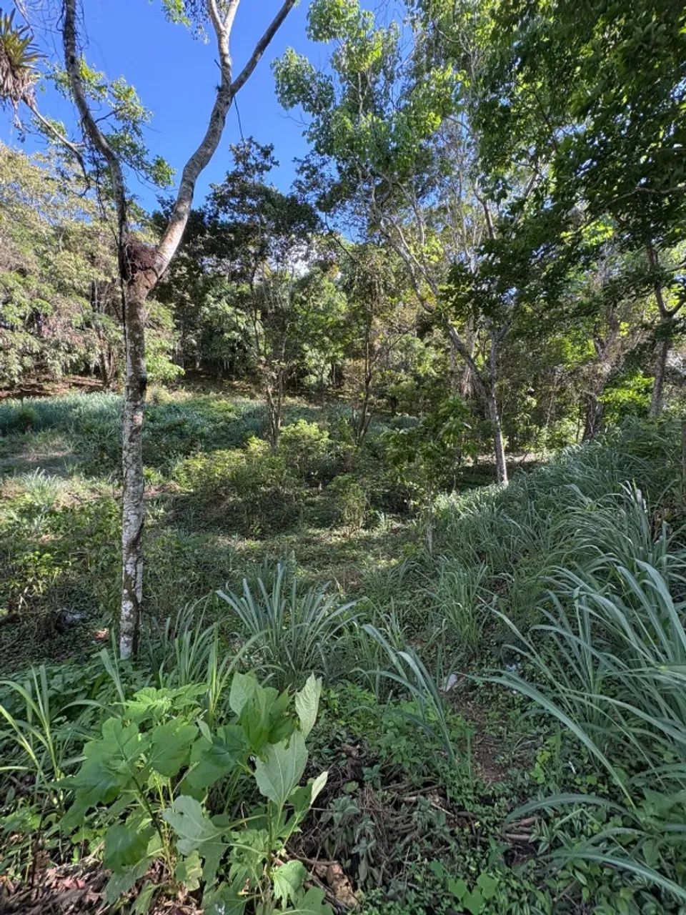 OPORTUNIDADE! VENDE-SE GLEBAS PARCELADO EM GUARARAMIRANGA - Foto 4
