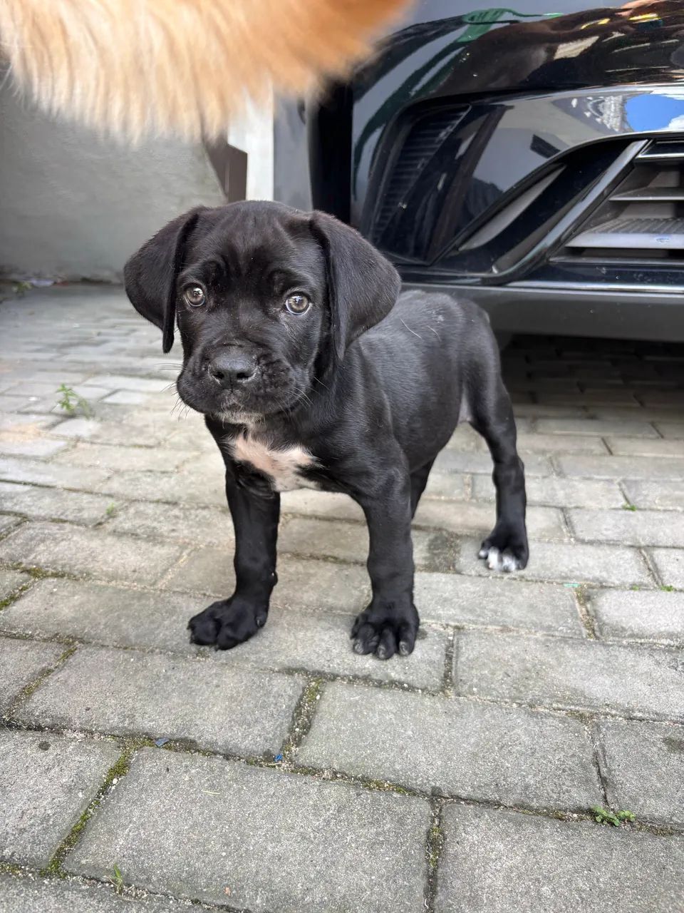 Filhote Cane Corso - Foto 5