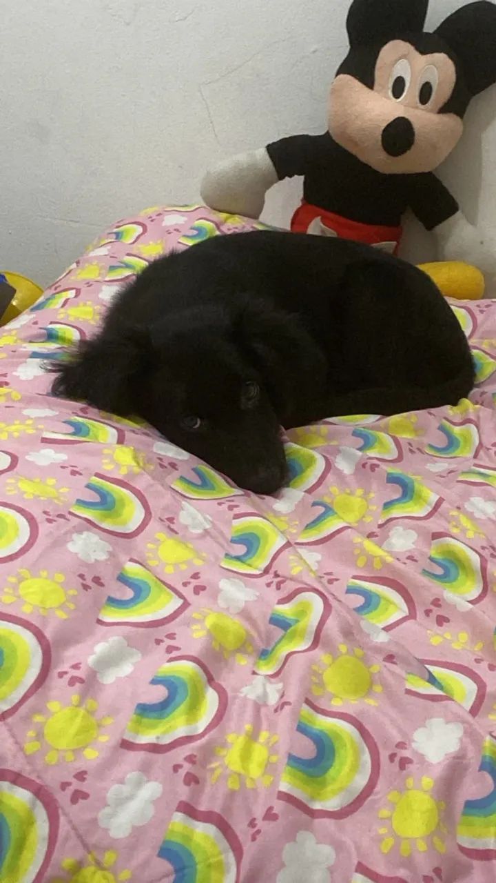 cachorro