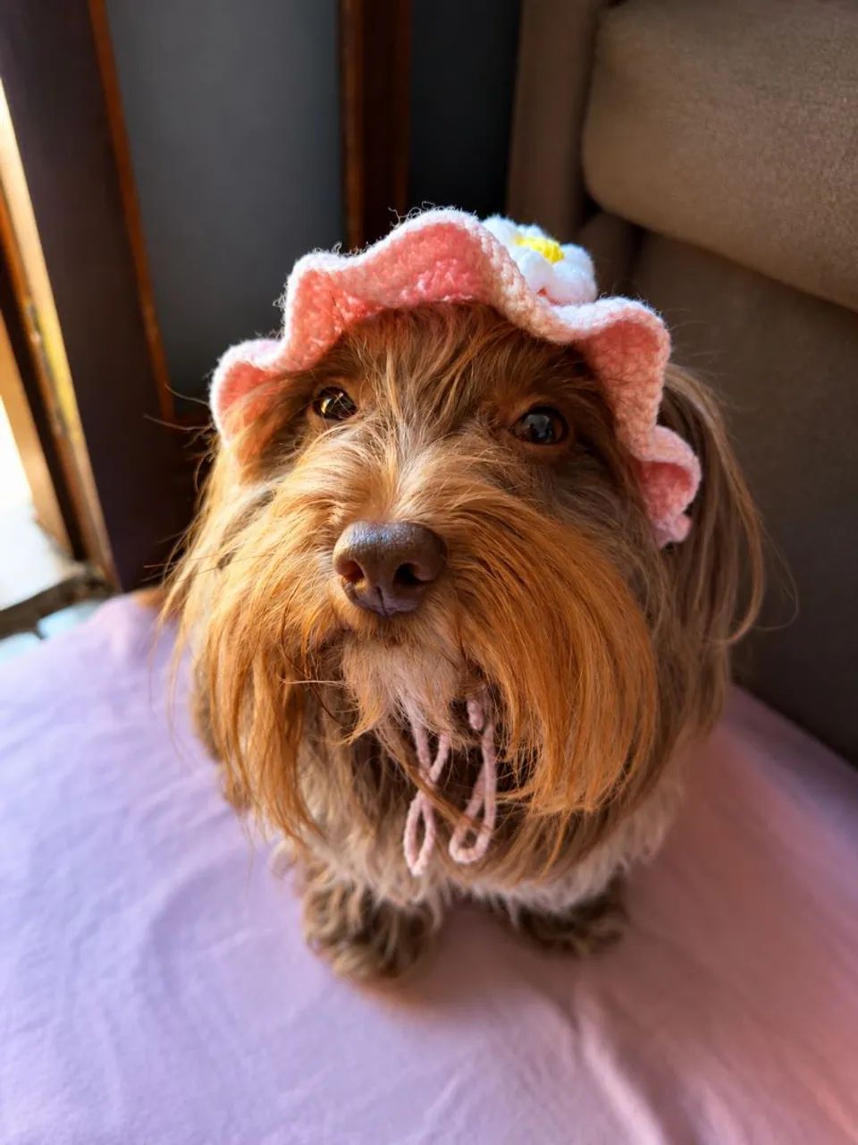 Colar pet