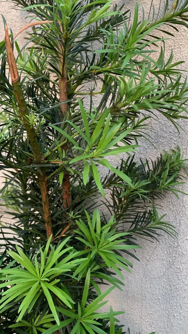 iPhone 64GB - Tela e Câmeras Sem Trincos - Foto 5