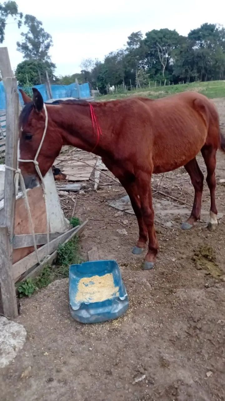 Cavalo  - Foto 2