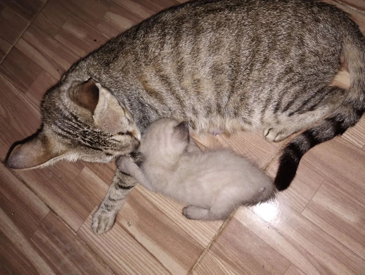 Gatinho macho para doação  - Foto 4