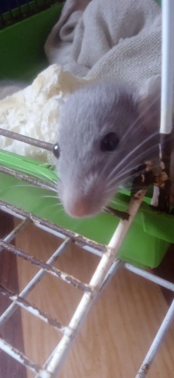Rato Twister/Dumbo - Foto 3