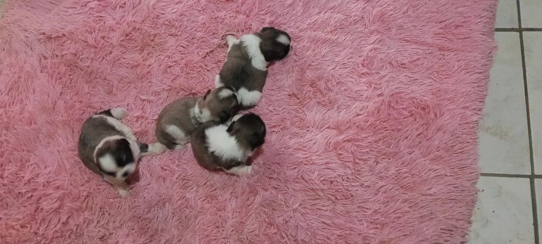Cachorro ? - Foto 2