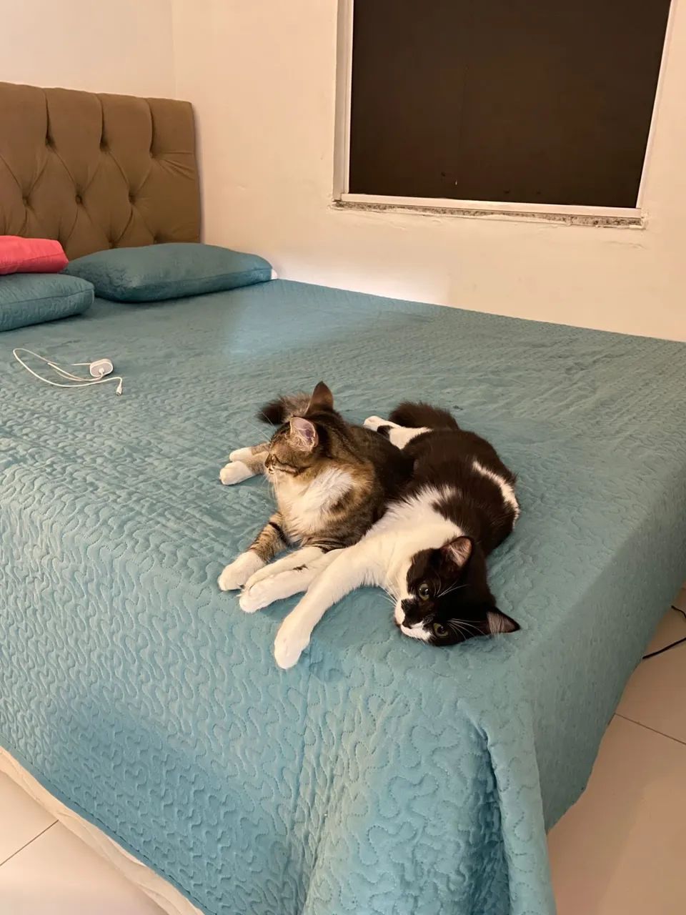 Gatinhas  - Foto 2