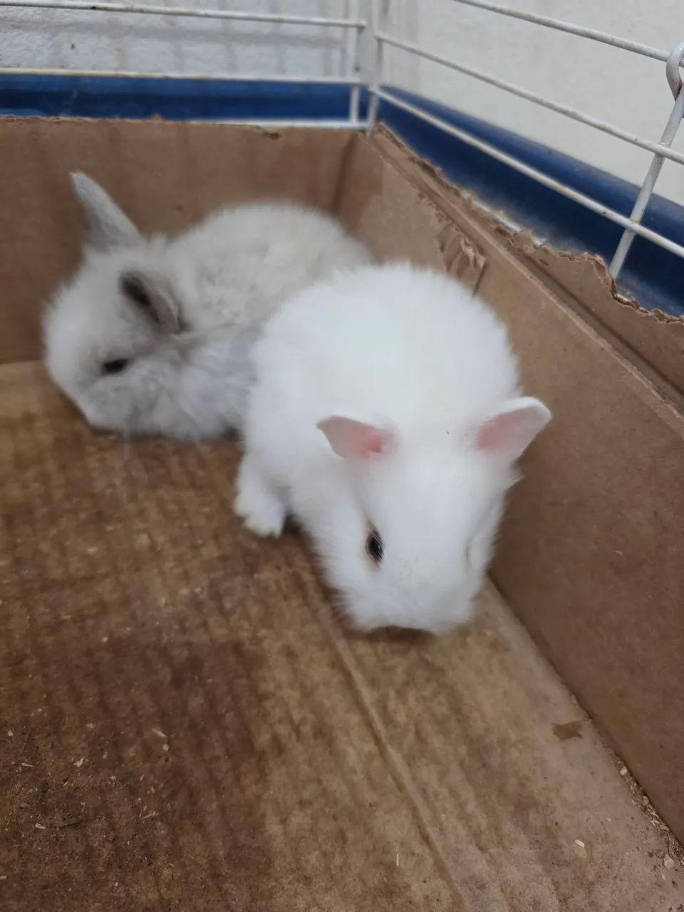 Coelho mini lop - Foto 2