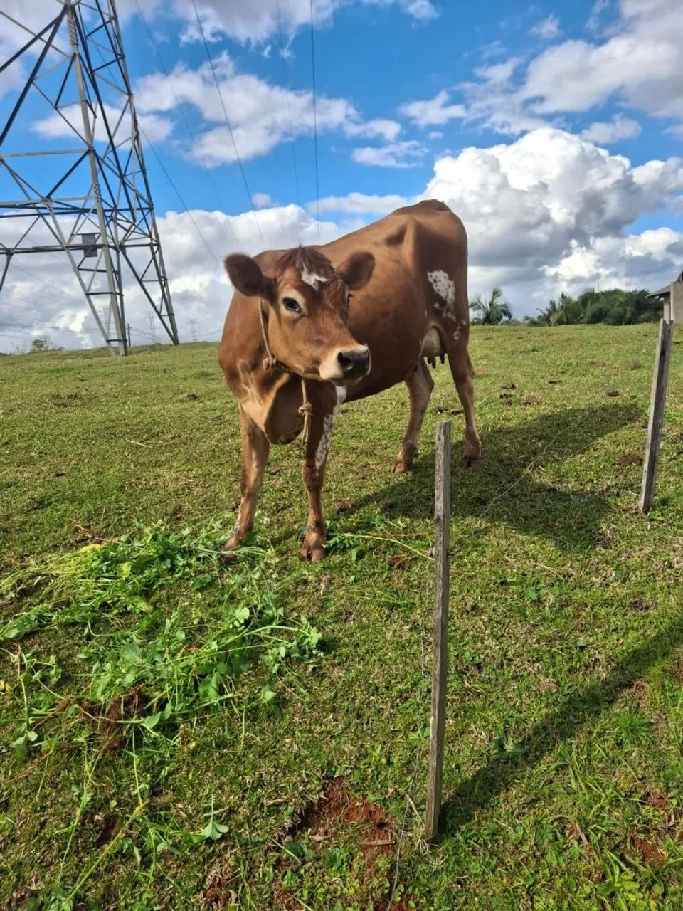 Vaca Jersey - Foto 3