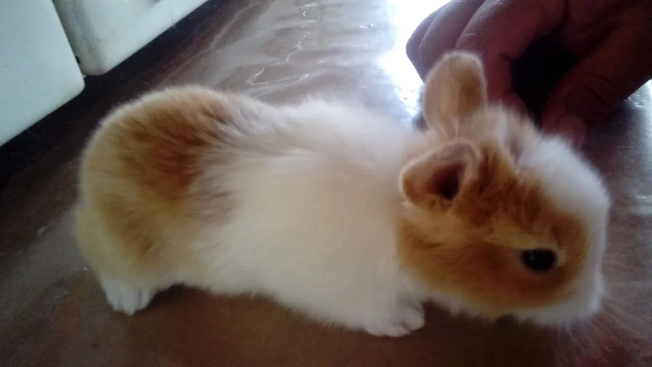 Coelhos Mini e também comuns - Foto 5