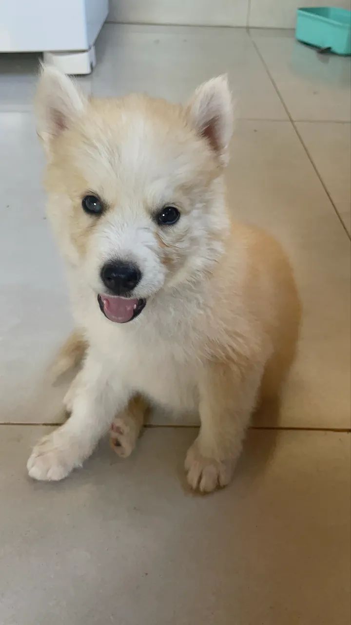 Husky siberiano  - Foto 5