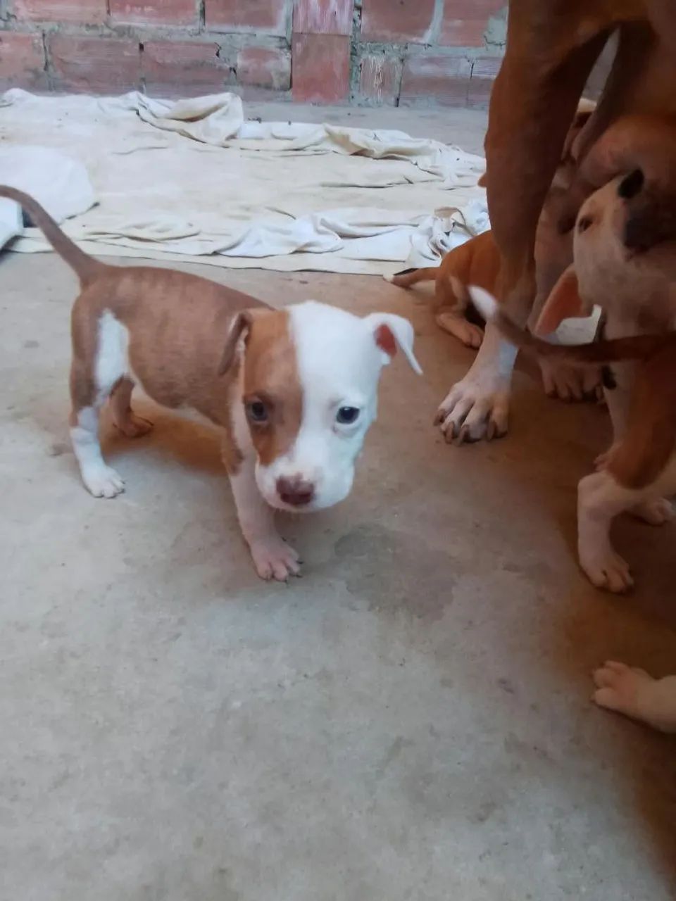 Pitbull macho 450