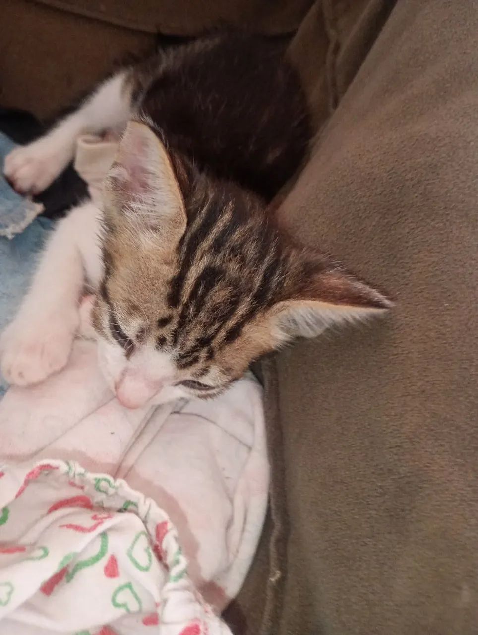 Gatinho macho  - Foto 2