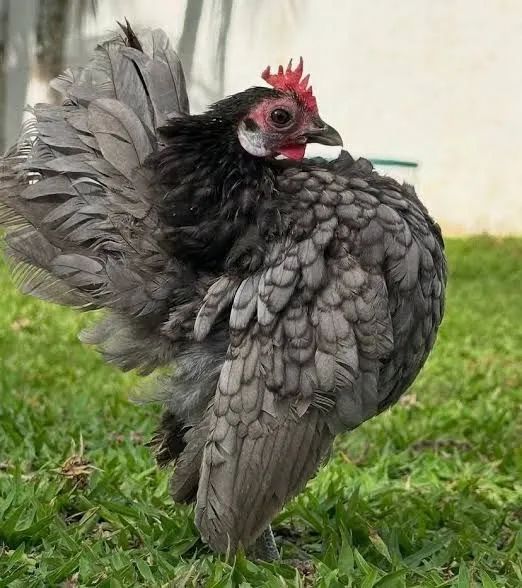 Galinha Garnizé Serama  - Foto 4