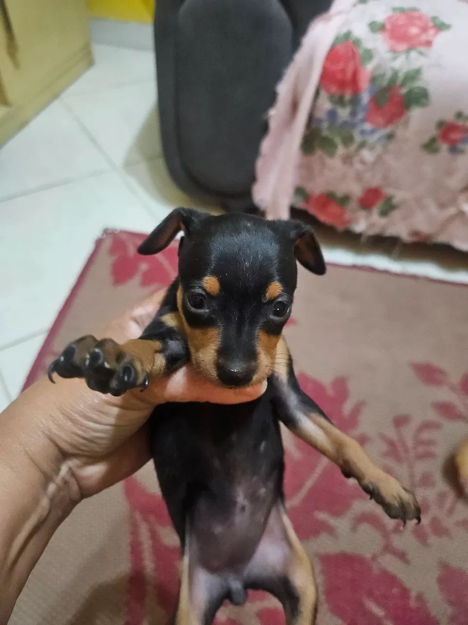 Pincher tamanho 2