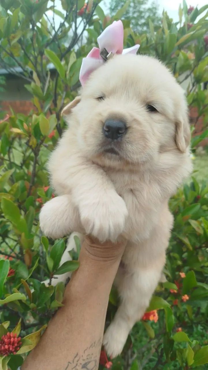 Golden Retriever  - Foto 3