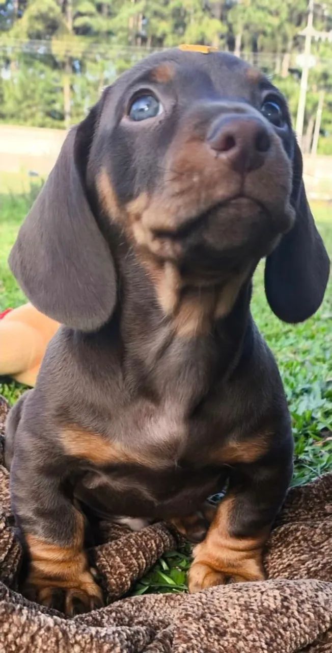 48_DACHSHUND FILHOTES  - Foto 4