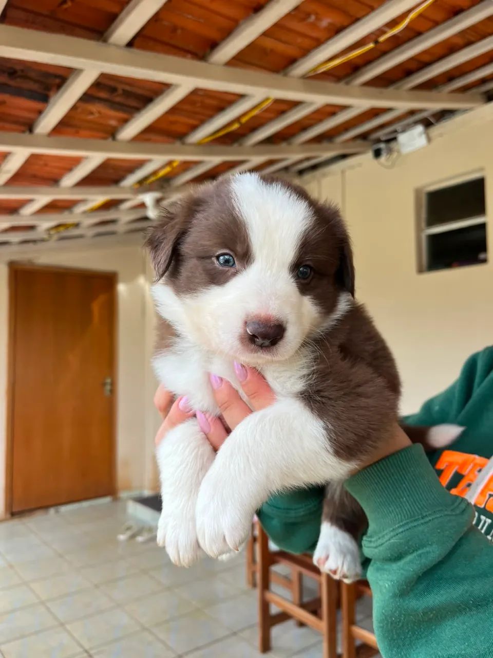 Lidos Border collie chocolate e red merle - Cachorros - Ibaiti