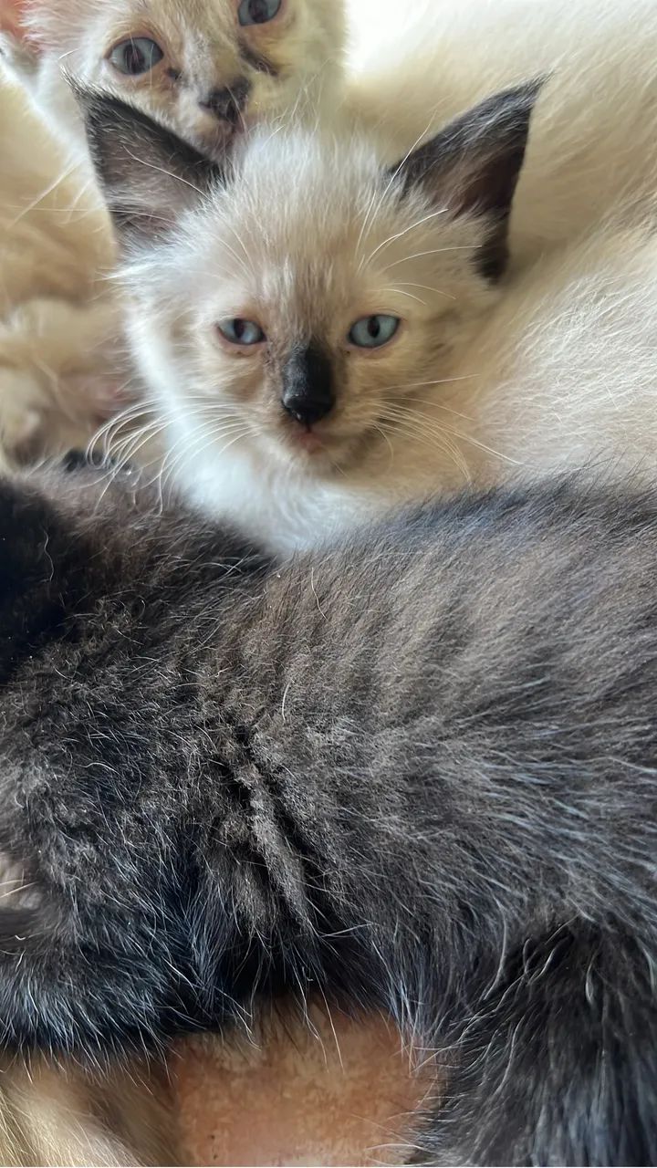 Gatinha misto com Persa - Foto 2
