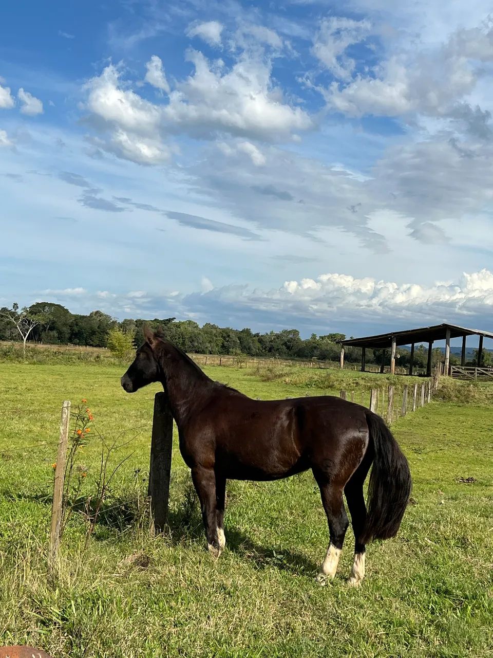 Cavalo