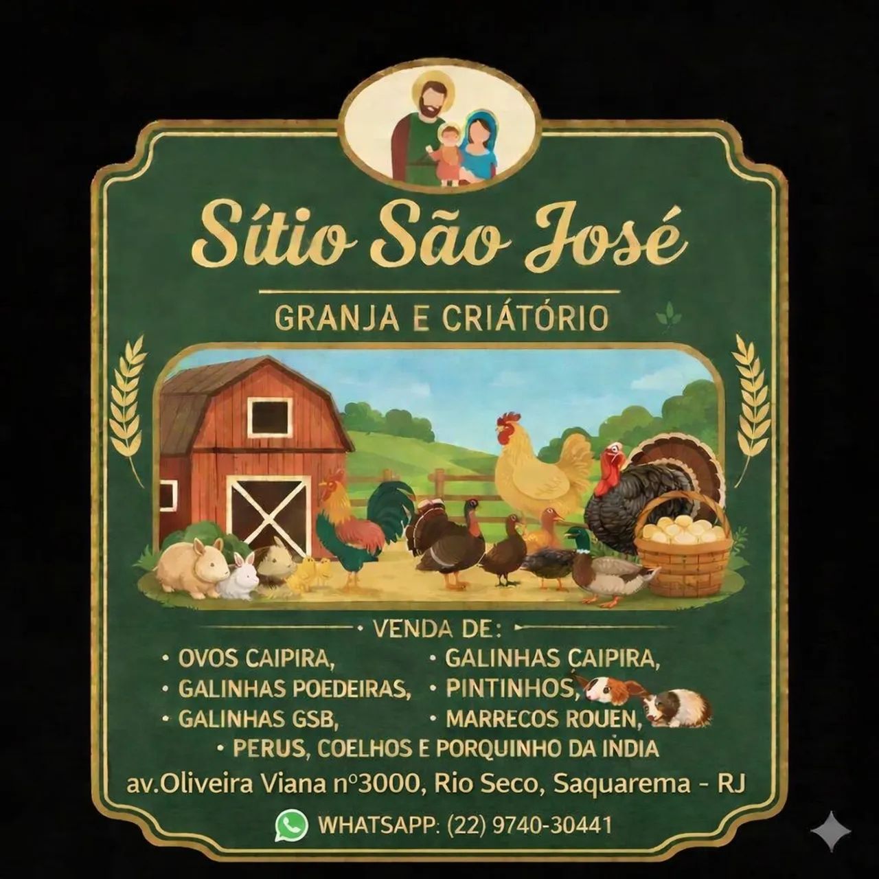 Galinha , pintos , frangas , marrecos , porquinhos da índia 