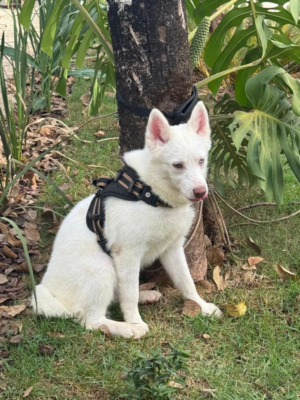 Adoção responsável de Pomsky  - Foto 4