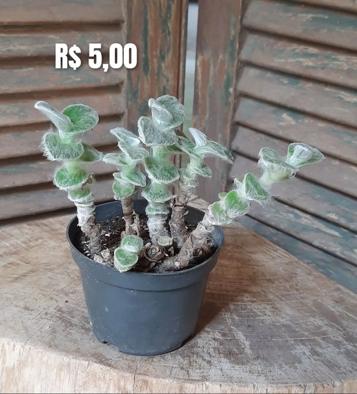 Suculentas  - Foto 3
