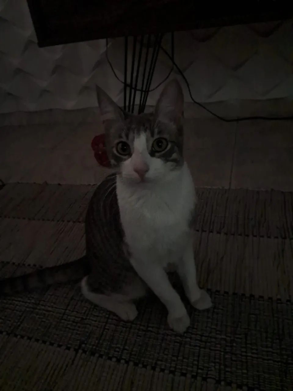 Gatos - Foto 3