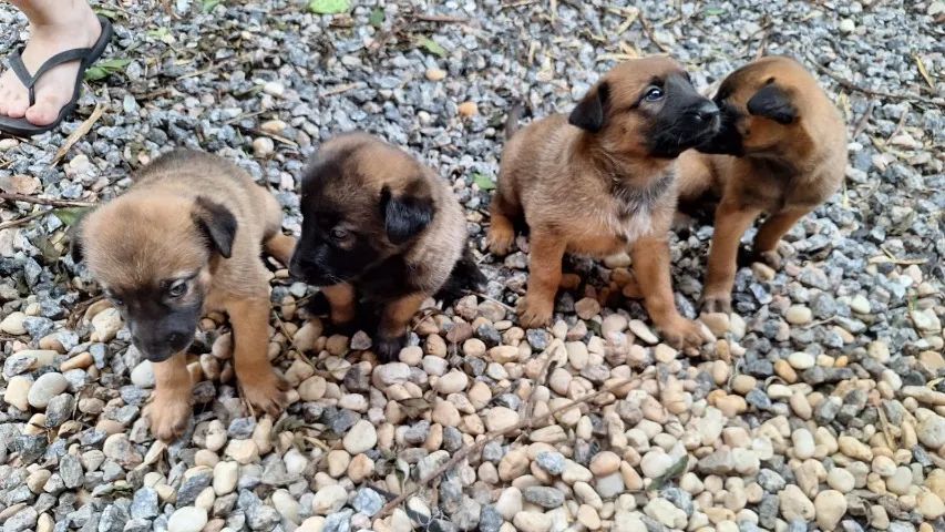 Pastor Belga Malinois - lindos filhotes machos e fêmeas! Oportunidade! - Foto 5